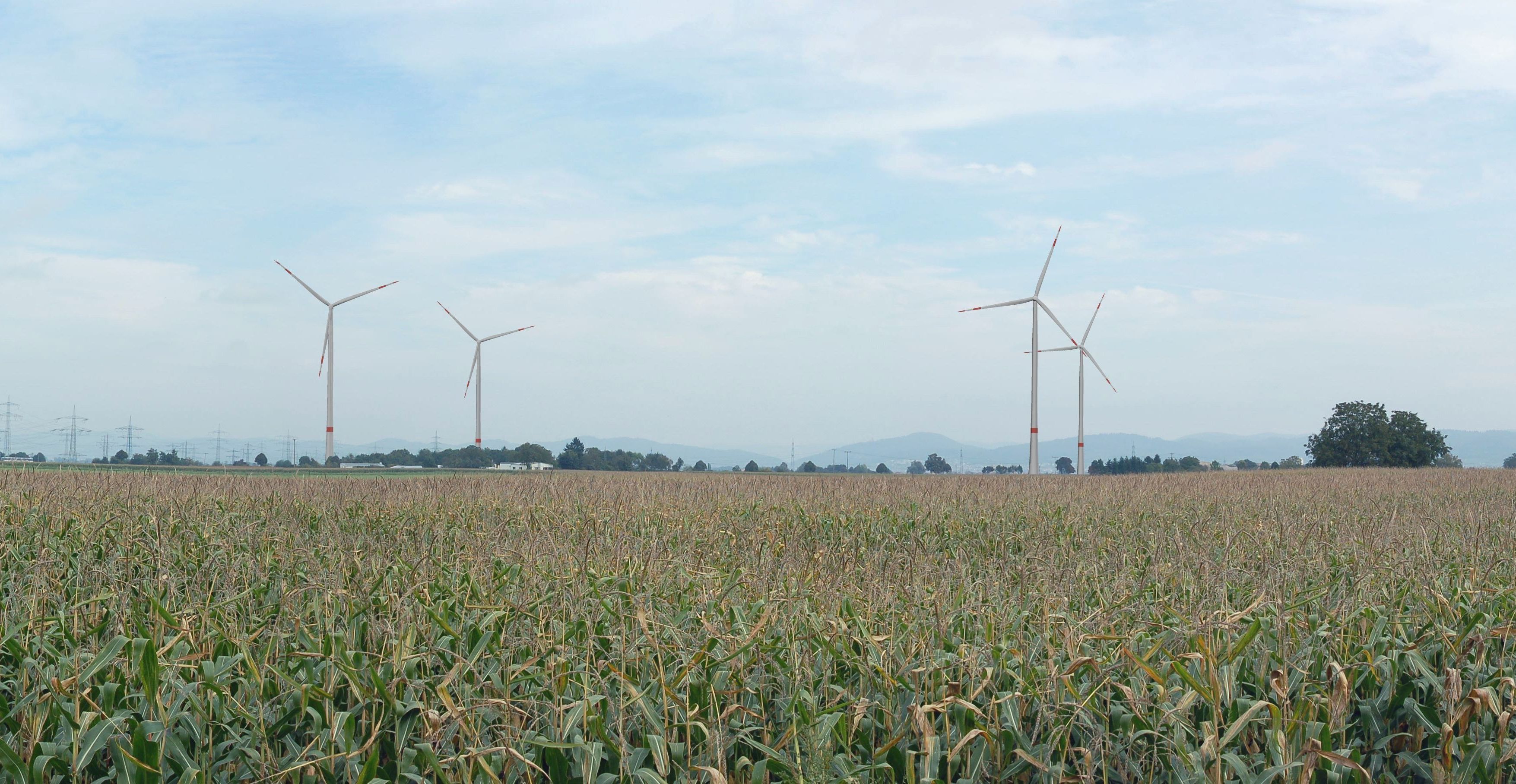 Leitlinien raumverträgliche Standortsteuerung Maisfeld mit mehreren Windrädern unter bewölktem Himmel.