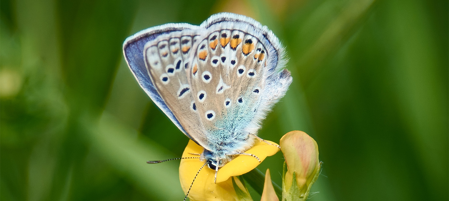 Schmetterling im Biotopverbund Bläulicher Schmetterling sitzt auf einer gelben Blüte in einer Wiese